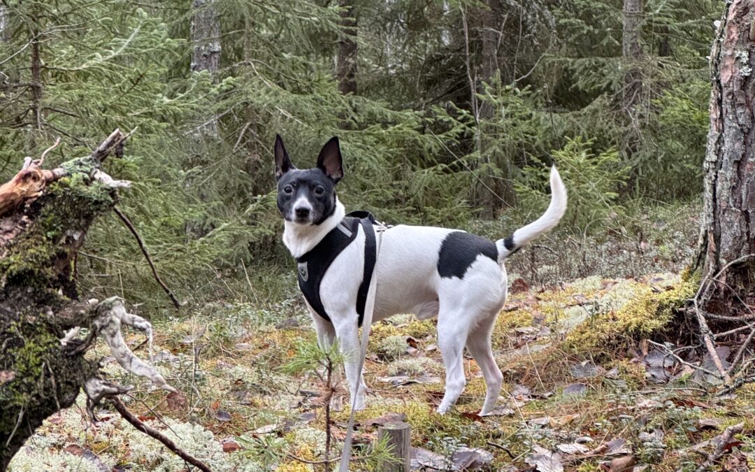 Ihmisen parhaaseen ystävään panostaminen luo kaikille hyvinvointia